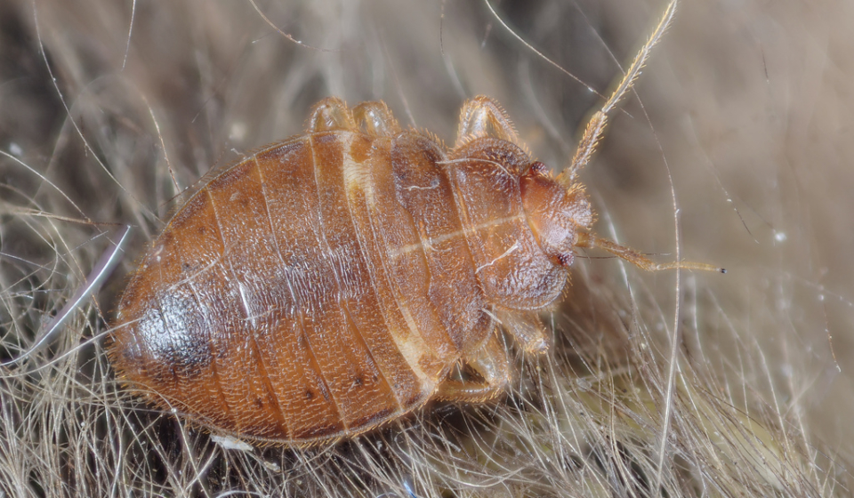 Finding and Preventing Bed Bugs