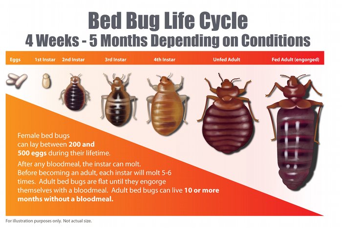 bed-bug-life-cycle-illustration