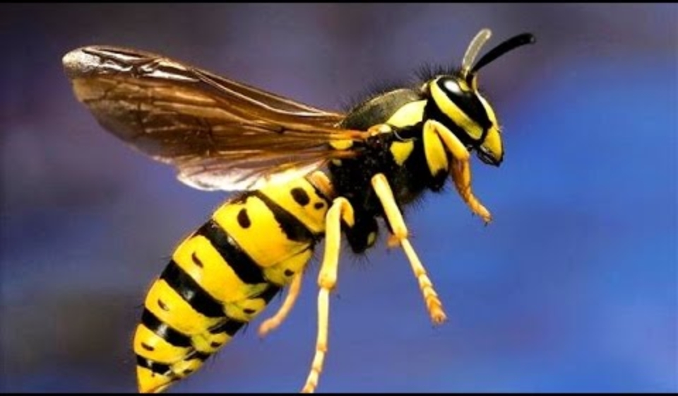 wasp pest control